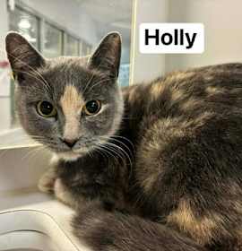 Photo of Holly