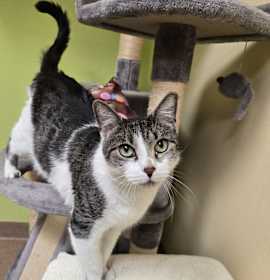 Photo of Baker Baker Biscuit Maker