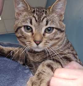 Photo of Wyatt - I am at Petsmart Frami