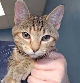 Photo of Wilhemina - I am at Petsmart F