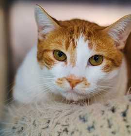 Photo of Cheeseburger