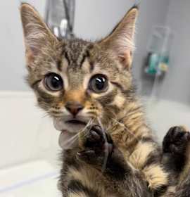 Photo of Isa FKA Car Kitty