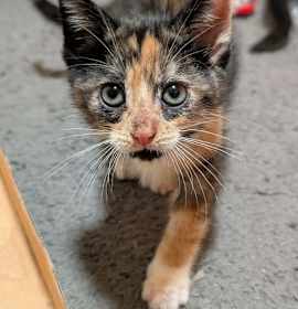 Photo of Sequoia (new)