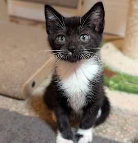 Photo of Teton (new)