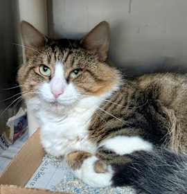 Photo of Space Heater