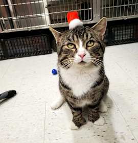 Photo of Everest * Polydactyl
