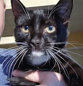 Photo of Oreo - I am at Petsmart Northb