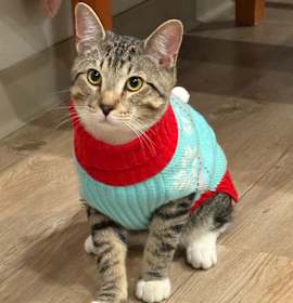 Photo of Edgar Allen Poe