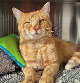 Photo of Mr. Whiskers