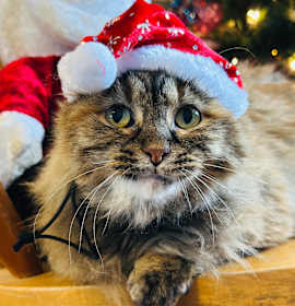 Photo of Phoebe FKA Sissy