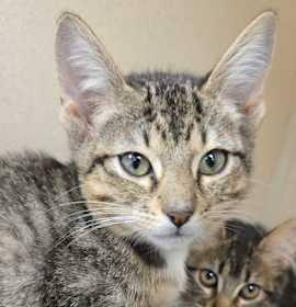 Photo of Blossom - I am at Petsmart Nor