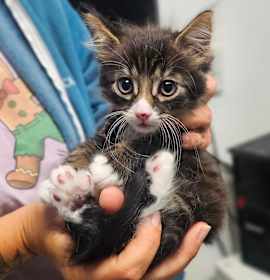 Photo of Figgy Pudding