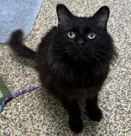 Photo of Paul Revere