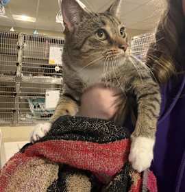 Photo of Okie Dokie  (fka Oakley)