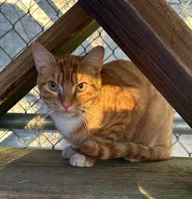 Photo of (WC) Tabasco