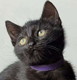 Photo of Vienna 4929