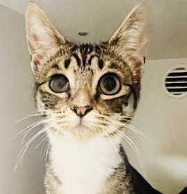 Photo of Miss Americana