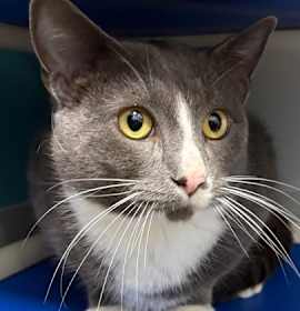 Photo of Blitzy McZoom