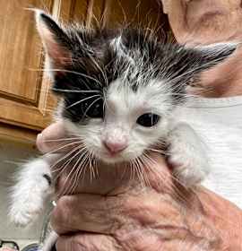 Photo of Oink 1111525