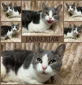 Photo of Jabberjaw