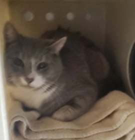 Photo of Peppermint*