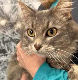 Photo of Velvet Vanna*