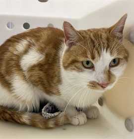 Photo of SUGAR COOKIE