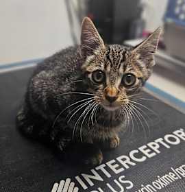 Photo of Lamborkitty