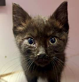 Photo of Lou Lou Who