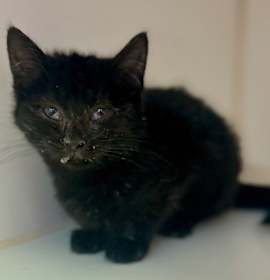 Photo of Drew Lou Who