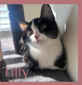 Photo of TILLY