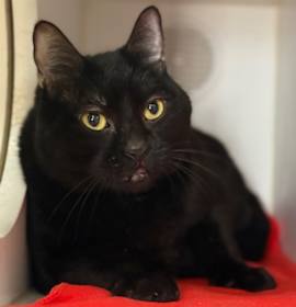 Photo of *PURRFESSOR