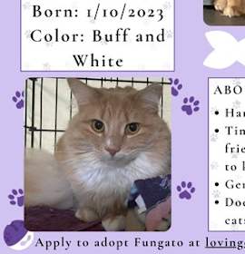 Photo of Fungato (sophisticated young man)