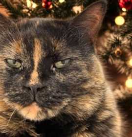 Photo of Apple Dumpling