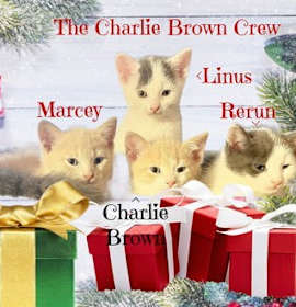Photo of Charlie Brown *kitten*