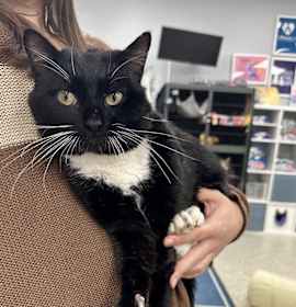 Photo of Walt Whiskers