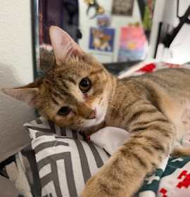 Photo of Cinder (must be adopted with E