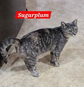 Photo of Sugarplum