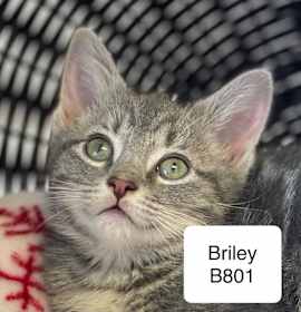 Photo of Briley B801