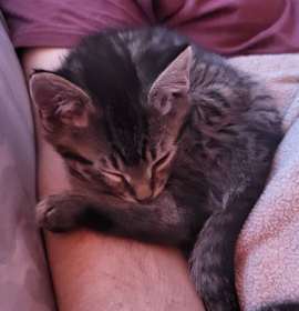 Photo of Honey Cruller Zoomz