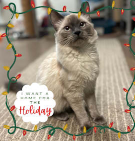 Photo of Floofala - Perfect floof! 😻