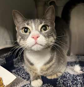 Photo of Ghost (with Charcoal)