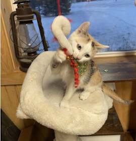 Photo of Fajita (foster kitten)