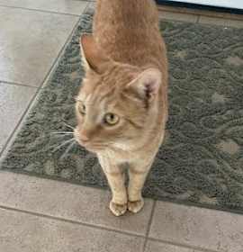 Photo of Garfield (Gordo) 