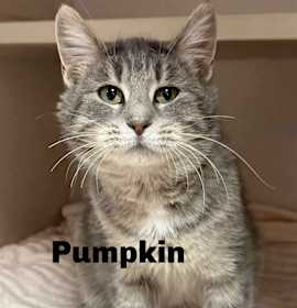 Photo of Pumpkin 251033