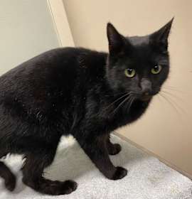 Photo of Shadow FKA V-room