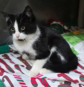 Photo of Mini Man 25-1773