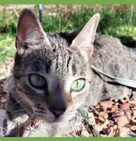 Photo of Easter Bunny