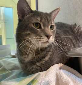 Photo of Purrpaccino