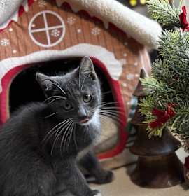 Photo of Bosko: Pre-Adoption